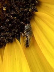 Perdita albipennis