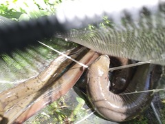 Anguilla dieffenbachii