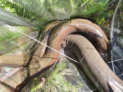 Anguilla dieffenbachii