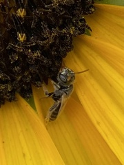 Perdita albipennis