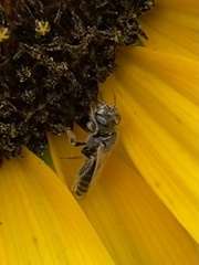 Perdita albipennis