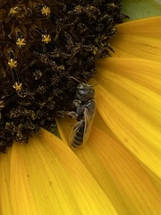 Perdita albipennis