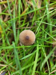 Mycena marangania