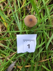 Mycena marangania