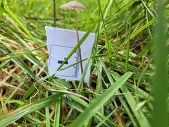 Mycena marangania