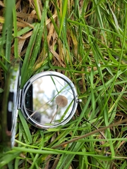 Mycena marangania