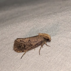 Acrolophus propinqua