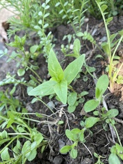 Epilobium glandulosum