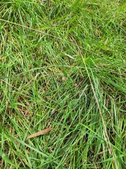 Mycena marangania