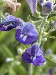 Scutellaria incana