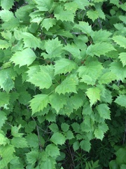 Crataegus flabellata