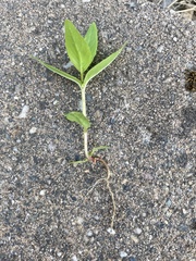 Epilobium glandulosum