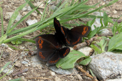 Erebia triarius
