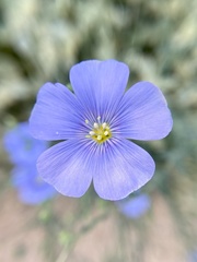Linum lewisii