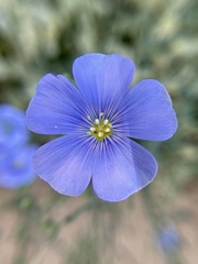 Linum lewisii
