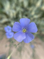 Linum lewisii