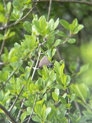 Atlides halesus