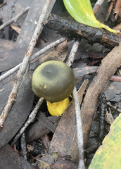 Cortinarius austrovenetus