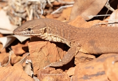 Varanus acanthurus