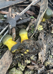 Cortinarius austrovenetus