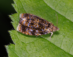 Olethreutes albiciliana