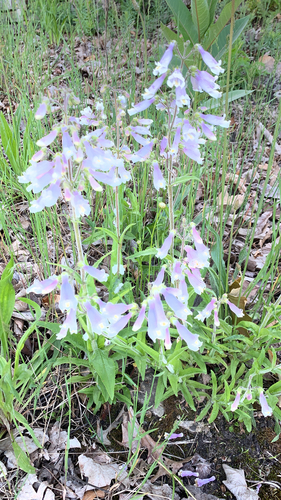 Penstemon hirsutus