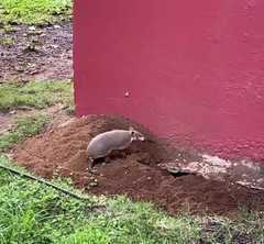 Cabassous unicinctus