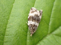 Olethreutes glaciana