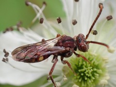 Nomada maculata