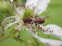 Nomada maculata