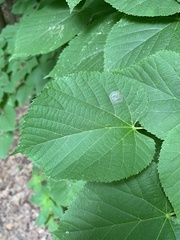 Phyllonorycter tiliacella