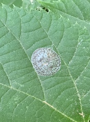 Phyllonorycter tiliacella