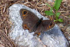 Lasiommata petropolitana