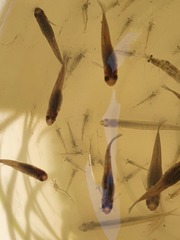 Paratya curvirostris