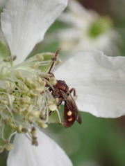 Nomada maculata