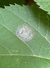 Phyllonorycter tiliacella