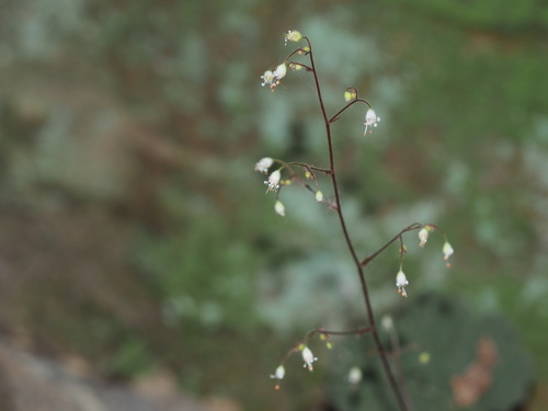 Heuchera parviflora, photograph 4