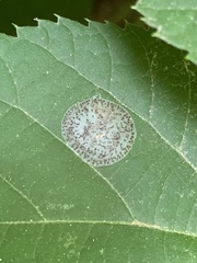Phyllonorycter tiliacella