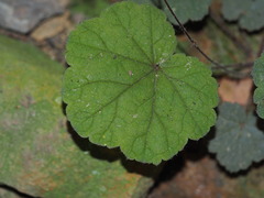 Heuchera parviflora, photograph Clay Gibbons, CC BY, iNaturalist via GBIF