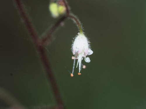 Heuchera parviflora, photograph 5
