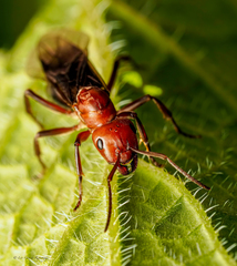 Formica sanguinea
