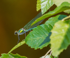 Calopteryx angustipennis