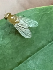 Neogriphoneura