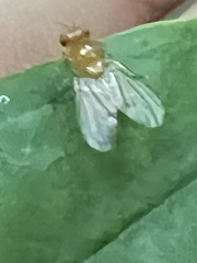 Neogriphoneura