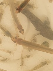 Paratya curvirostris