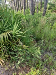 Amorpha herbacea herbacea