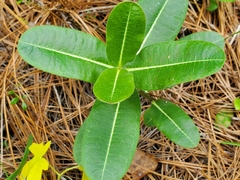 Asclepias obovata