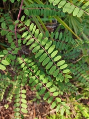 Amorpha herbacea herbacea