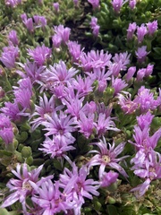 Drosanthemum floribundum