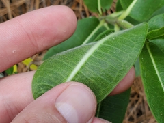 Asclepias obovata